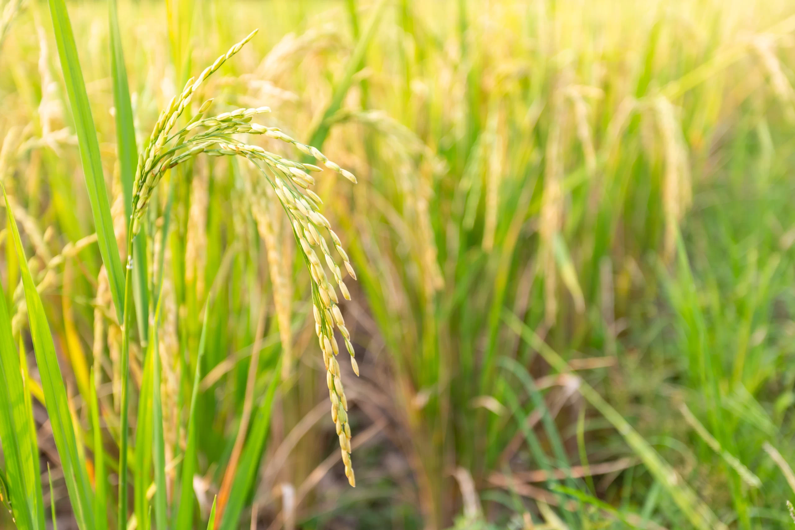 Crop Nutrition Solutions for Agricultural Crops | AG Technologies